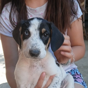 Cățeluși spre adopție!
