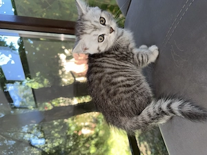 Puiuți British Shorthair - imagine 2