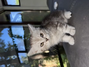 Puiuți British Shorthair - imagine 3