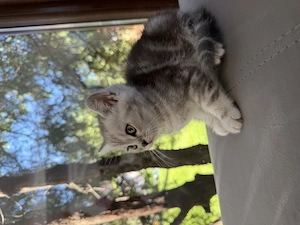 Puiuți British Shorthair - imagine 4