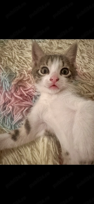 Adopție pisicuțe în Bucuresti