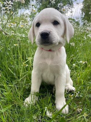 Pui de labrador alb - imagine 5