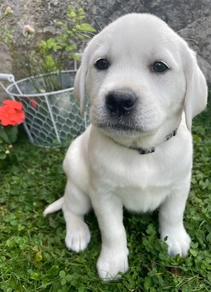 Pui de labrador alb - imagine 3
