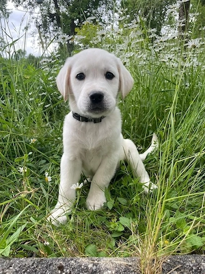 Pui de labrador alb - imagine 4