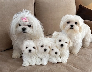 bichon maltez mini toy din părinți mini toy 