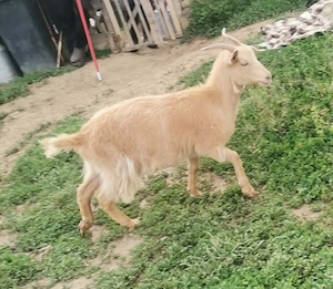 Vând 3 capre și  2 ieduțe!