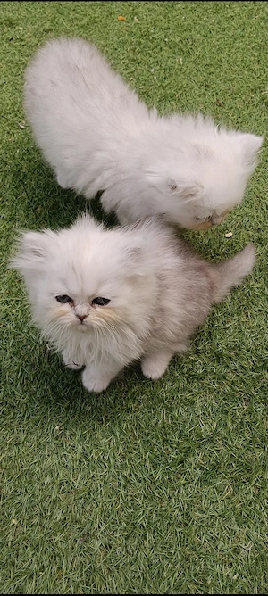Vand pisica persana Chinchilla silver sheded 