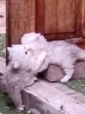 Vand pisica persana Chinchilla silver sheded  - imagine 3