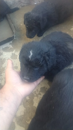 vand catei labrador si ciobanesc de bucovina - imagine 4