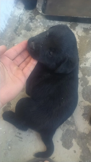 vand catei labrador si ciobanesc de bucovina - imagine 5
