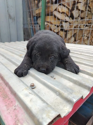 vand catei labrador si ciobanesc de bucovina - imagine 3
