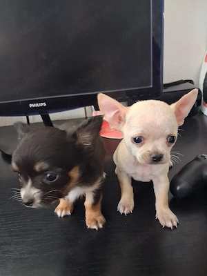 băiețel chihuahua 