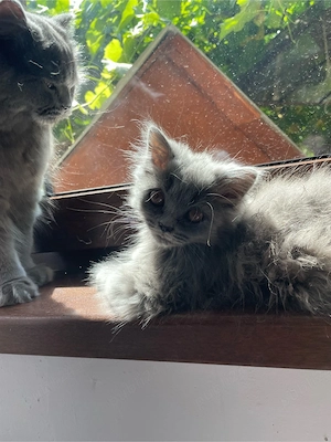 Pisicuță superba British longhair - imagine 3