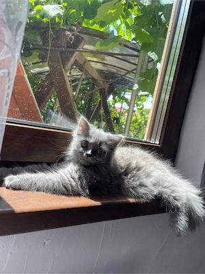 Pisicuță superba British longhair - imagine 2