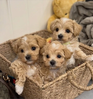 Maltipoo mini toy  - imagine 2