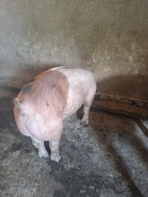 Vând porci 100-130 KG - imagine 5