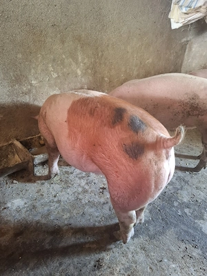 Vând porci 100-130 KG