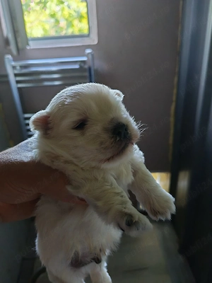 Mascul westie rasă pură, detin ambii părinți are varsta de 3 saptamani  - imagine 2