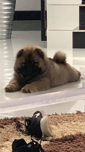 Chow Chow mascul - imagine 5