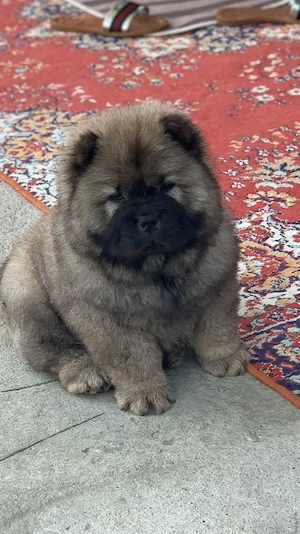 Chow Chow mascul - imagine 2