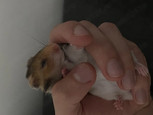 Hamster Sirian - imagine 2
