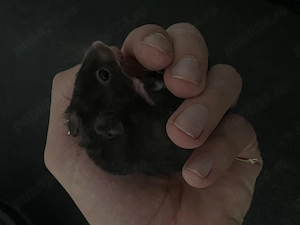 Hamster Sirian - imagine 3
