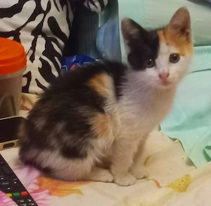 Pisicuta metis American Wirehair pui - imagine 2