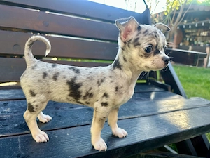 Pui catei chihuahua - imagine 2