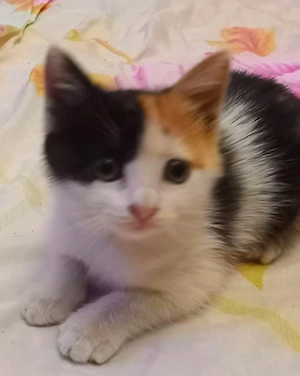 Pisicuta metis American Wirehair pui - imagine 3