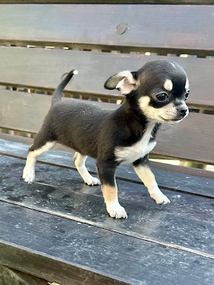 Pui catei chihuahua - imagine 3
