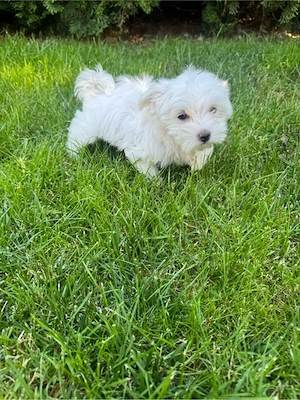 Bichon maltez 