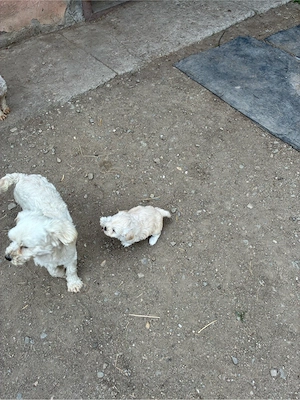 Bichon maltez - imagine 2