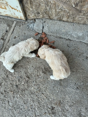 Bichon maltez - imagine 3