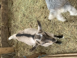 Vând 2 țăpișori de 3 luni și jumătate 