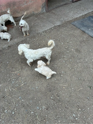 Bichon maltez
