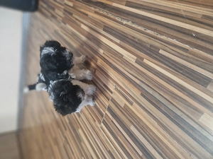 2 fetite dragalase și iubitoare cauta o noua căsuța iubitoare. 