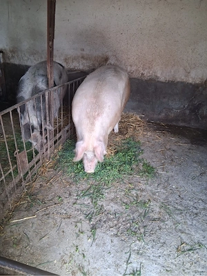Vand porc de carne  - imagine 2