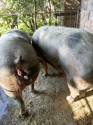 De vânzare porci!!! - imagine 2