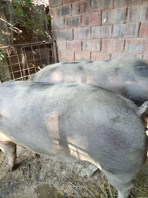De vânzare porci!!!