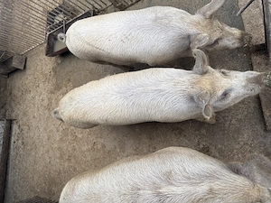 Porci 50-90 kg - Crescuți la curte - SUPER OFERTA - imagine 4