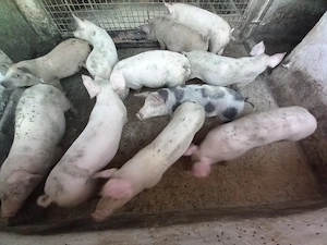 Vând 11 grasunasi deparazitati și castrați 6 băieți și 5 fete - imagine 4