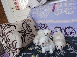 Vand catei bichon - imagine 4