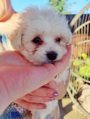 Vand catei bichon - imagine 3