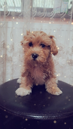 Maltipoo. ... - imagine 2