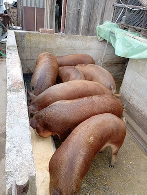 Vand porci 