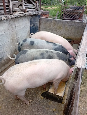 Vand porci  - imagine 2