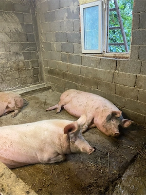  De vânzare porci crescuți în gospodărie! - imagine 4