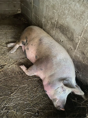  De vânzare porci crescuți în gospodărie! - imagine 3