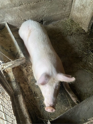  De vânzare porci crescuți în gospodărie! - imagine 2