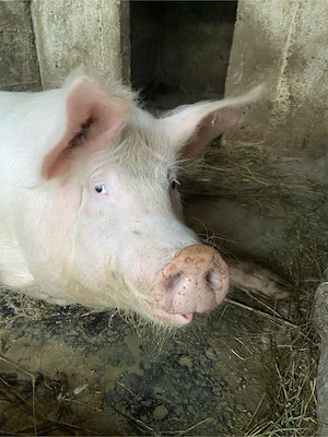 De vânzare porci crescuți în gospodărie!
